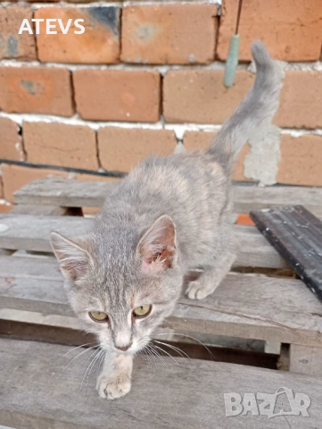 Малко коте търси дом!, снимка 4 - Други - 52517200