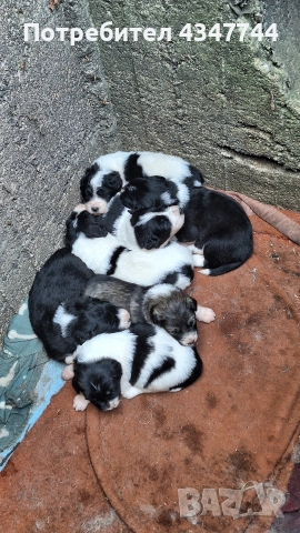 Подаряват се малки кученца 7 броя. , снимка 3 - Други - 52813823