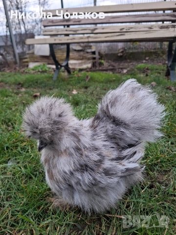 Американски копринки пилета 