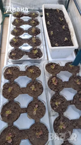 НОВА оранжерия сгъваема, снимка 6 - Разсади - 48504901