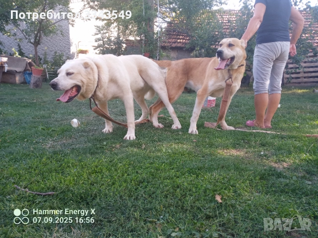  женско кученце Сао алабай , снимка 6 - Алабай - 52909299