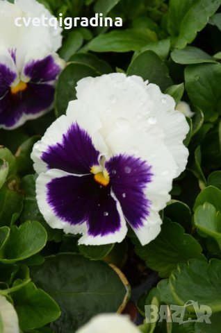 Viola White blotch(Виола Бяло петно)