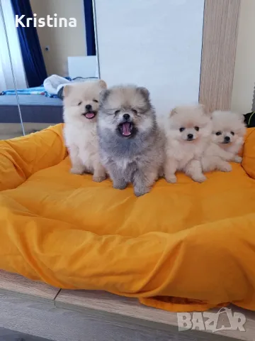 Померан померани померанчета Гр. София , снимка 10 - Померан - 49137702
