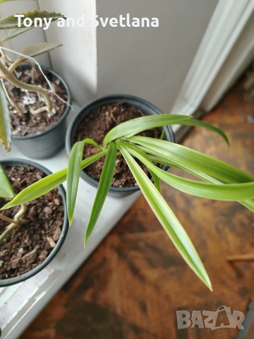 Стайни цветя- Хоя /Восъчниче (Hoya Carnosa), Сансевиера мини, Хлорофитум, Традесканция Зебрина, снимка 8 - Стайни растения - 53572534