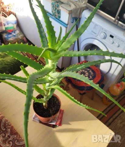 Цвете индрише алое вера лилава детелина коледниче дървото на живота, снимка 8 - Стайни растения - 37613358