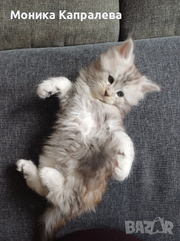 Мейн кун - последно женско котенце, снимка 5 - Мейн кун - 52864469