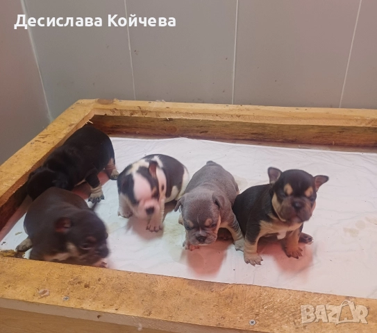 малки булдочета , снимка 4 - Френски булдог - 52907180