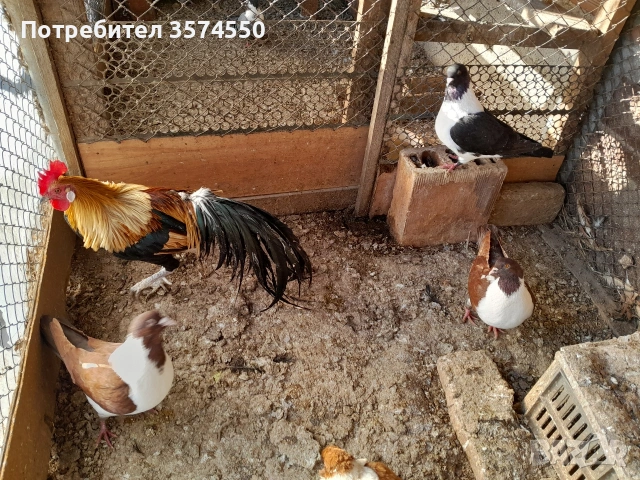 Продавам Феникс , снимка 5 - други­ - 53191179