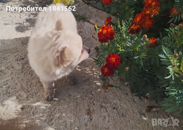 Продава се , снимка 3 - Пинчер - 52245560