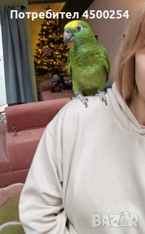 Шестмесечна женска амазона (с клетка), снимка 3 - Папагали - 52708916