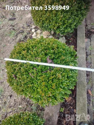 Продавам ЧЕМШИР 55лв, снимка 6 - Градински цветя и растения - 48917026