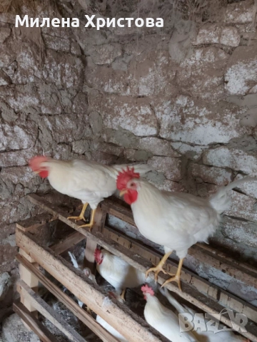 Продавам петли бял легхорн , снимка 2 - Кокошки и пуйки - 52132504
