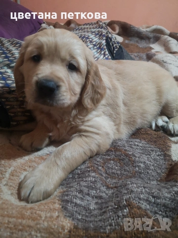 Голдън ретривър , снимка 4 - Голдън ретривър - 53220324