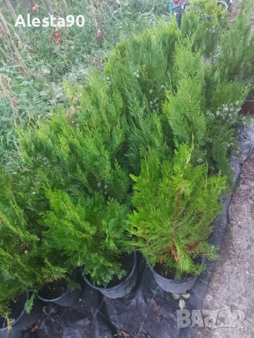 източна туя, снимка 4 - Разсади - 45492030