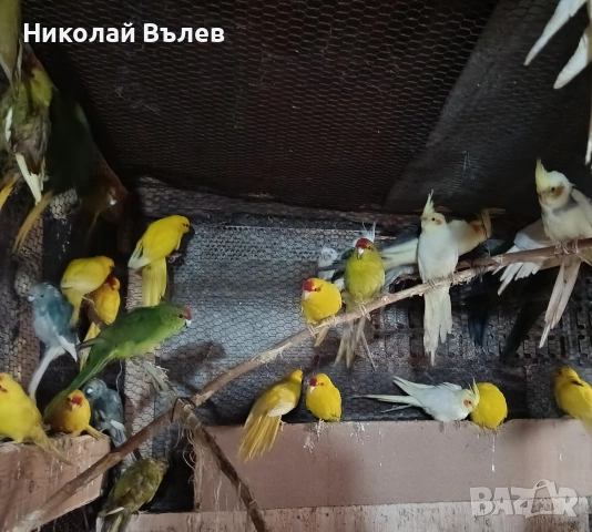 Какарикита , снимка 3 - Папагали - 52822909