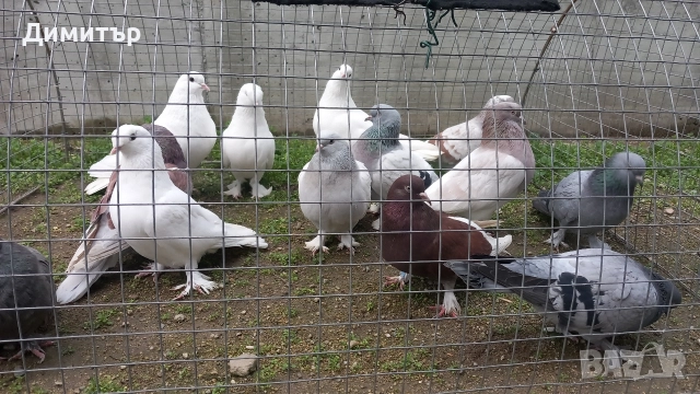 Продавам гълъби Мардини-Турски , снимка 2 - Гълъби - 47886897