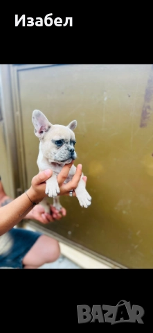 Френски Булдог мерле, снимка 1