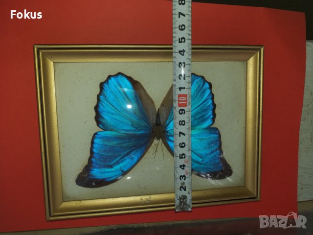 Пеперуда в рамка N2, снимка 6 - Антикварни и старинни предмети - 42977275