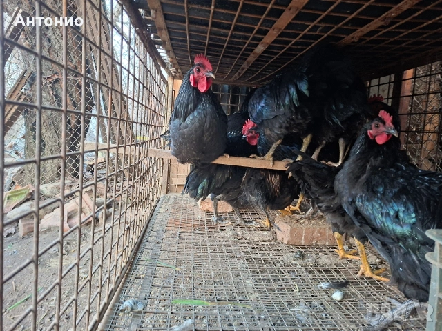 Селски кокошки и петлета , снимка 5 - Кокошки и пуйки - 53131792