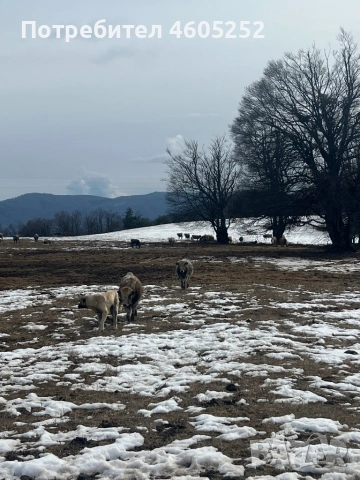 Крави сиво Искърско 
