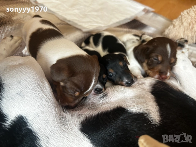 ДЖАК РЪСЕЛ БЕБЕТА-250ЛВ ЗА БРОЙ 1509251635, снимка 10 - Джак ръсел териер - 51722652
