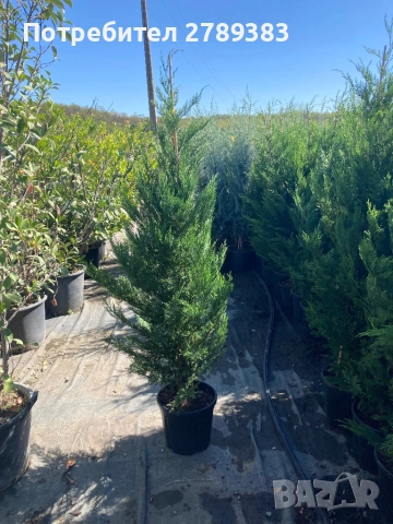 Лейланди кипарис, снимка 2 - Градински цветя и растения - 53071226