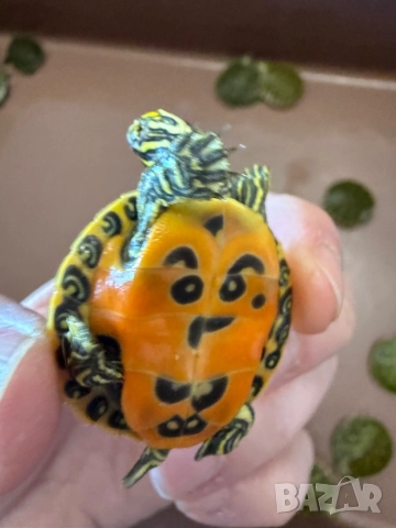 Продавам водни костенурки, снимка 2 - Костенурки - 52907533