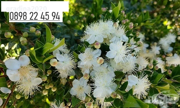 Мирта / Myrtus Communis