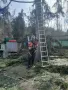 Рязане на опасни дървета,Кастрене,Косене,Почистване на дворове,парцели,места,градинки, снимка 3