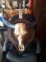 Страхотен трофей от воден австралийски бивол, снимка 1 - Други ценни предмети - 33598764