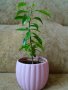 Младо мандариново дръвче в керамична кашпа, снимка 5