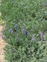 Разсад лавандула, снимка 6