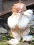 Струмски стандарт кокошка , снимка 2