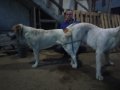 Алабай за разплод, снимка 10