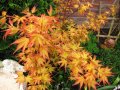 Японски клен(Катсура)\Acer palmatum Katsura, снимка 3