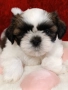 Кученца Ши Тцу /SHIH TZU FCI pedigree , снимка 1