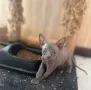 Котенца момичета и момчета канадски сфинкс, снимка 13