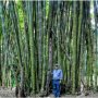 100 броя бамбукови семена от декоративен бамбук Moso Bamboo зелен МОСО БАМБО за декорация и украса b, снимка 10