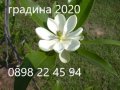 Магнолия Грандифлора  “Magnolia Grandiflora”, снимка 1 - Разсади - 35664284