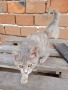 Малко коте търси дом!, снимка 4