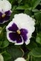 Viola White blotch(Виола Бяло петно), снимка 1
