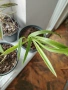 Стайни цветя- Хоя /Восъчниче (Hoya Carnosa), Сансевиера мини, Хлорофитум, Традесканция Зебрина, снимка 8