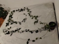 Восъчно цвете/ Хоя (Hoya Carnosa) огромно растение на 10 години , снимка 1