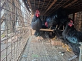 Селски кокошки и петлета , снимка 5