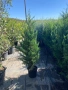Лейланди кипарис, снимка 2