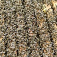 Пчелни отводки ДБ, Възможна Доставка, снимка 4 - За пчели - 43898998