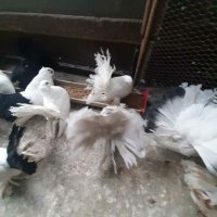 Продавам гълъби , снимка 10 - Гълъби - 20669684