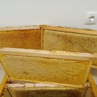 Продавам полифлорен пчелен мед - 8 лв. на буркан с винтова капачка, снимка 15 - Пчелни продукти - 15252670