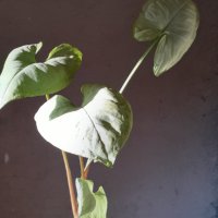 Сингониум Цвете на щастието Syngonium podophyllum, снимка 5 - Стайни растения - 36622121