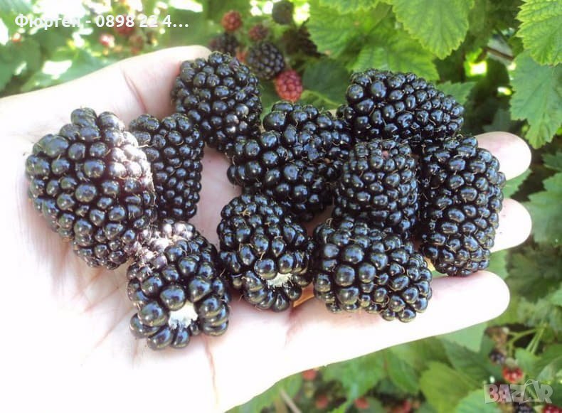 Сладка , гигаска Къпина Сорт Астерина, снимка 1